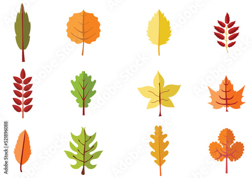 Autumn leaves set isolated on white background. Colorful Autumn leaves.