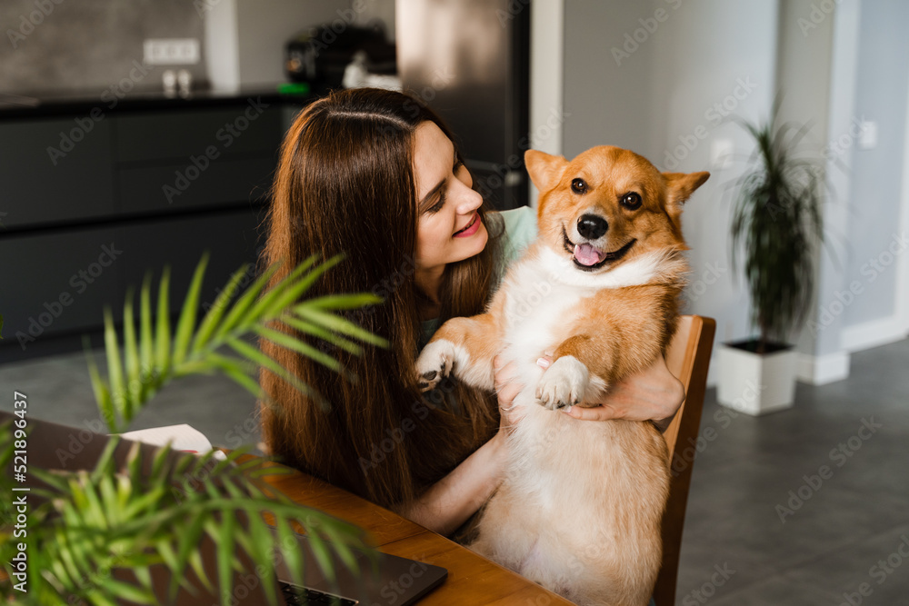 Girl with laptop smile and play with Corgi dog at home. Programmer woman working online and have a break for hug her dog. Having fun with Welsh Corgi Pembroke. Girl with laptop smile and play with Corgi dog at home. Programmer woman working online and have a break for hug her dog. Having fun with Welsh Corgi Pembroke.