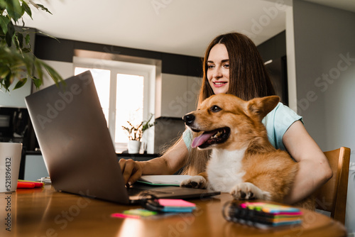 Designer girl with Corgi dog working online on laptop and communicating with colleagues. Teamwork with Welsh Corgi Pembroke at home. Remote work lifestyle with domestic pet.