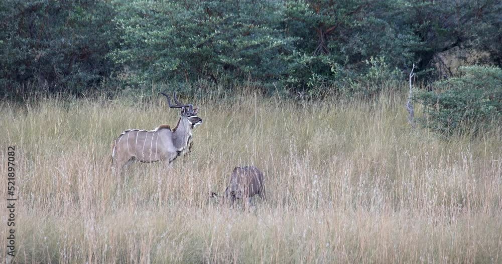 Male and female of greater Kudu, Namibia Wildlife safari Africa Male and female of greater Kudu, Namibia Wildlife safari Africa