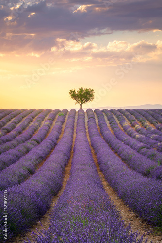 Lavender fields with a tree at sunset, summer in Provence, France