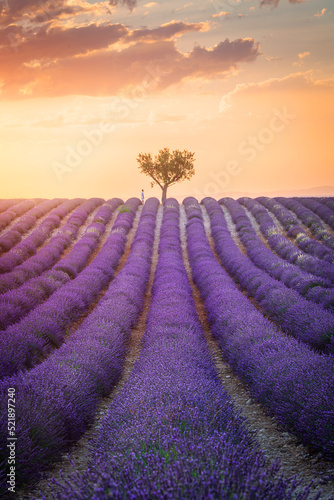 Lavender fields with a tree at sunset, summer in Provence, France © Sen