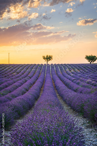 Lavender fields with a tree at sunset, summer in Provence, France