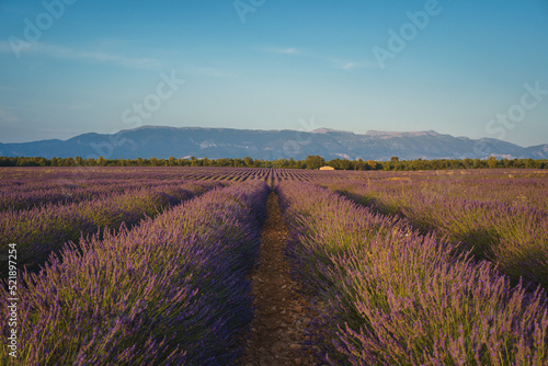 Lavender fields in Valensole, summer in Provence, France