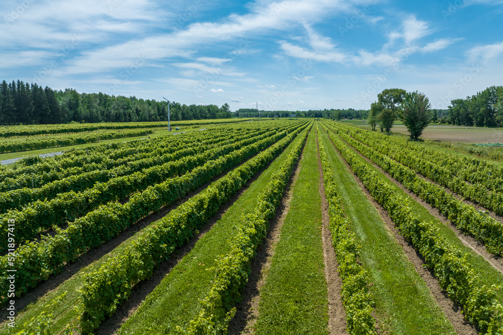Aerial view of a vineyard in the St. Lawrence Valley, Quebec, Canada Aerial view of a vineyard in the St. Lawrence Valley, Quebec, Canada