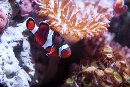 Stampa su tela close up on red clownfish in the coral reef