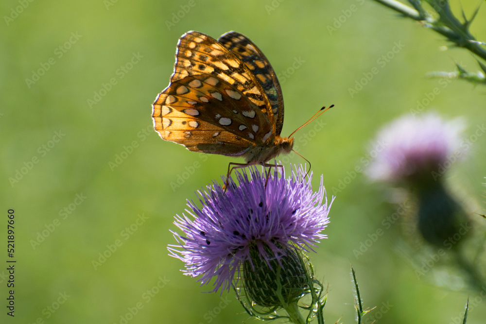 Butterfly 2020-83 / Aphrodite fritillary (Speyeria aphrodite)