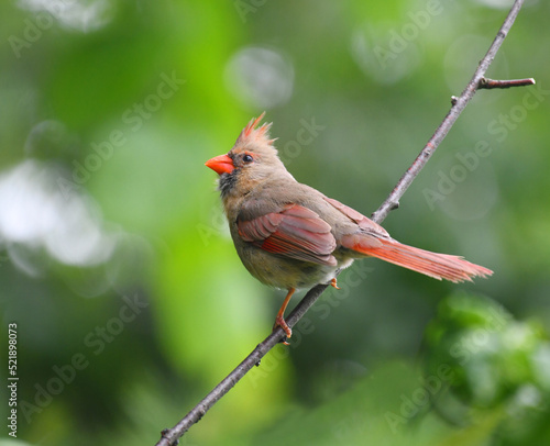 red cardinals standing on the spring green tree branch