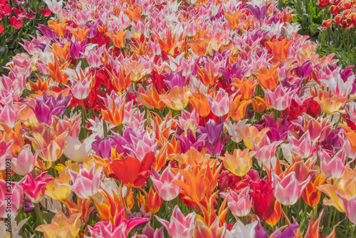 Colorful tulips blooming in spring in the famous Dutch tulip park. Taken in Keukenhof, Netherlands. © Racoonbtc