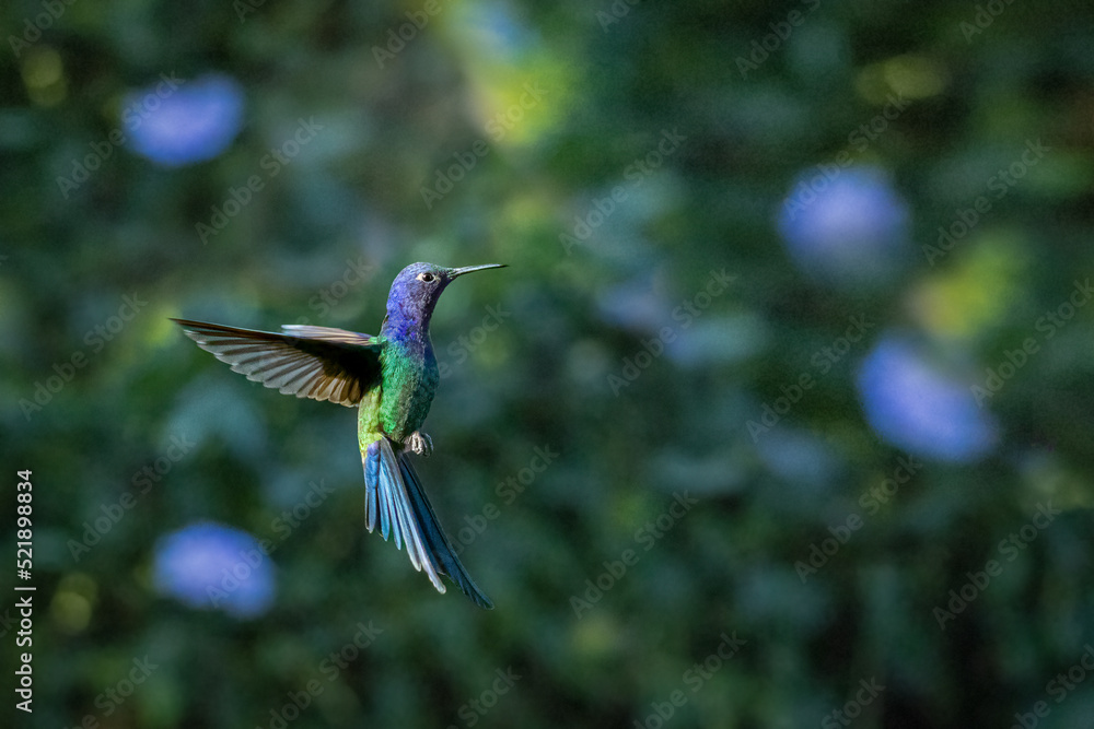 Fototapeta premium hummingbird standing in the air