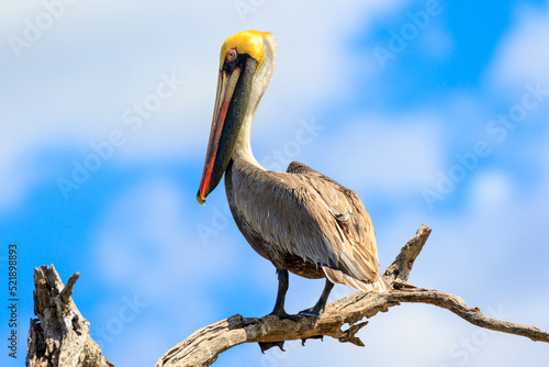 pelican on a dry branch
