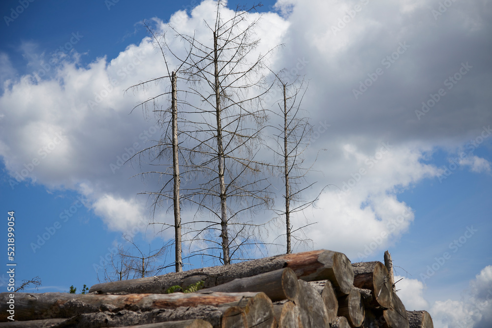 dry and dead pine trees behind a pile of tree trunks, blue sky as background, symbol for climate change dry and dead pine trees behind a pile of tree trunks, blue sky as background, symbol for climate change