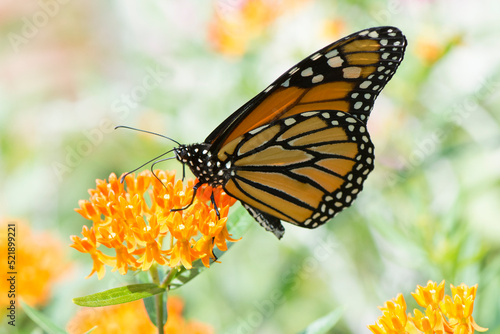 Butterfly 2020-87   Monarch butterfly  Danaus plexippus  on milkweed