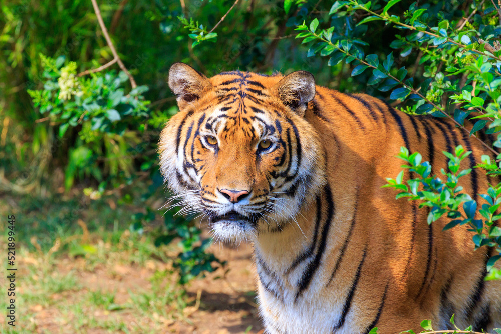 Fototapeta premium Siberian tiger looking at camera
