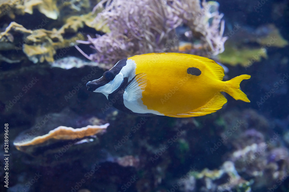 Obraz premium Beautiful yellow rabbitfish, (Siganus vulpinus).