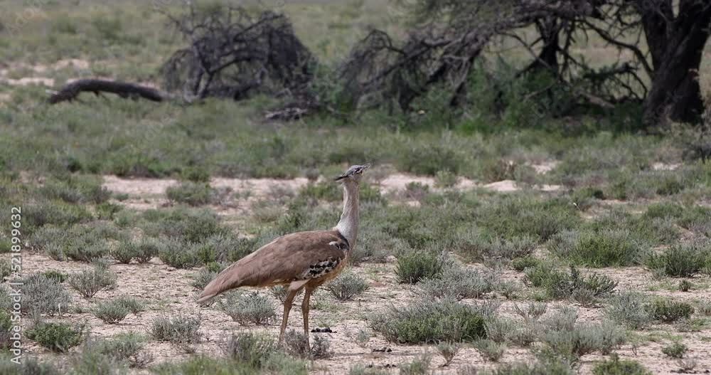 Kori Bustard in african bush, kalahari South Africa Kori Bustard in african bush, kalahari South Africa