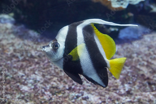 Striped common banner fish swimming in reef, (Heniochus acuminatus).