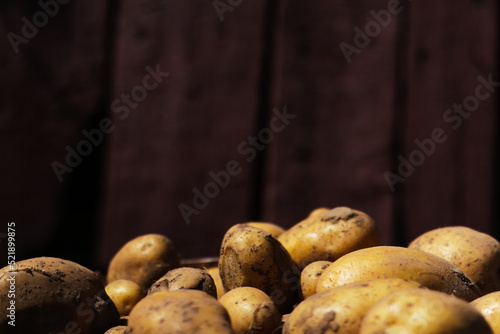 Defocus closeup yellow potato. A closeup side view of a pile of freshly picked crop of potatoes drying in the sun. Dark red background. Copy space. Raw potato. Out of focus