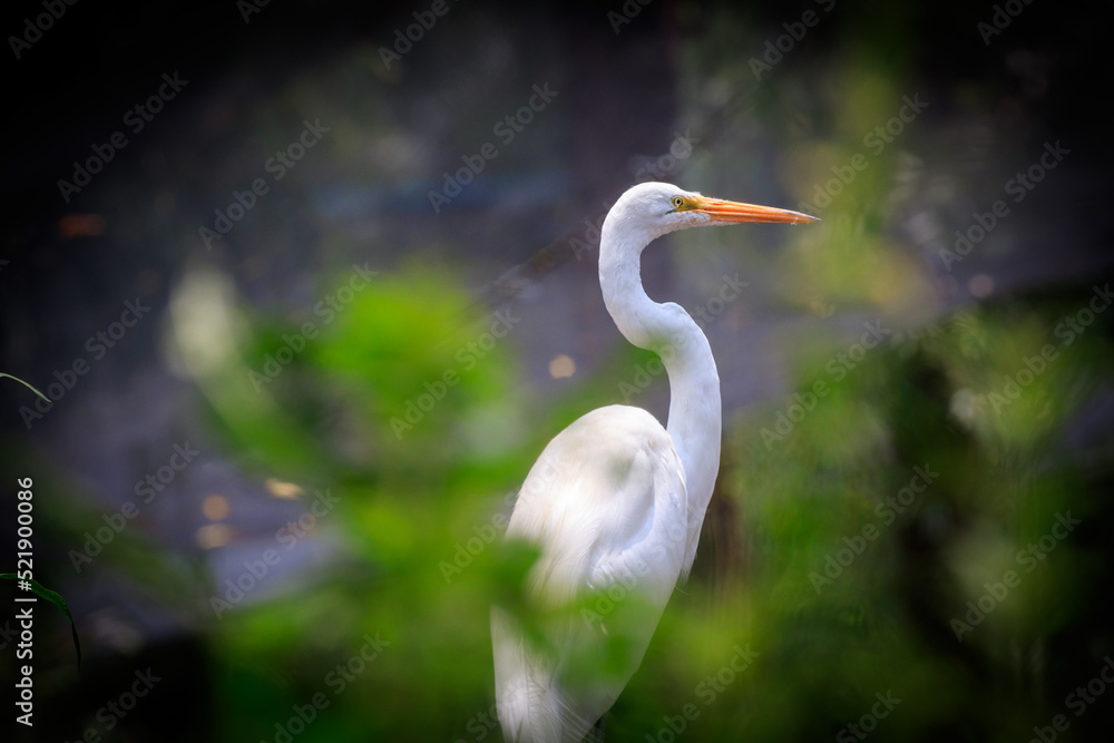 Obraz premium great white heron