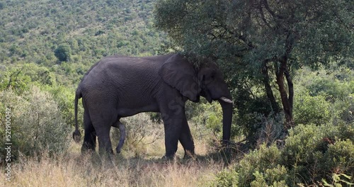 Wild African Elephant ready for mating, South Africa photo