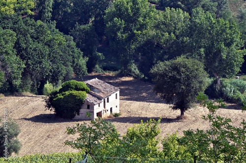 Marche - Paesaggio rurale - Montecassiano photo