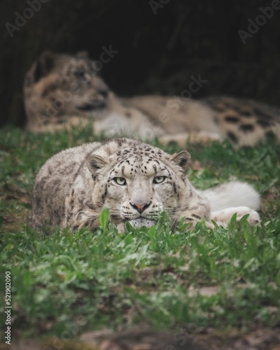 Vertical shot of a Snow Leopard resting on the meadow outdoors photo