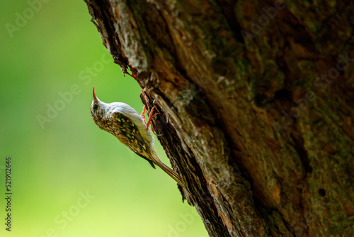 Eurasian treecreeper, Certhia familiaris, climbs up pine trunk and looks for insects in rotten bark. Beautiful small bird with fine curved bill. Wildlife nature, green forest. Treecreeper in habitat.