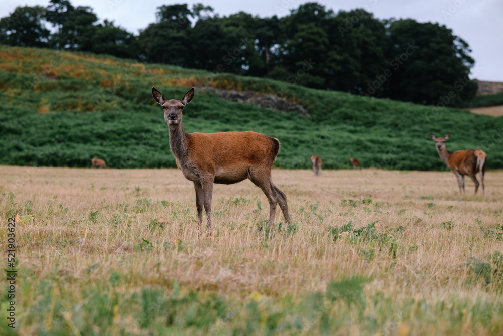 Deer in the meadow looking at the camera Deer in the meadow looking at the camera