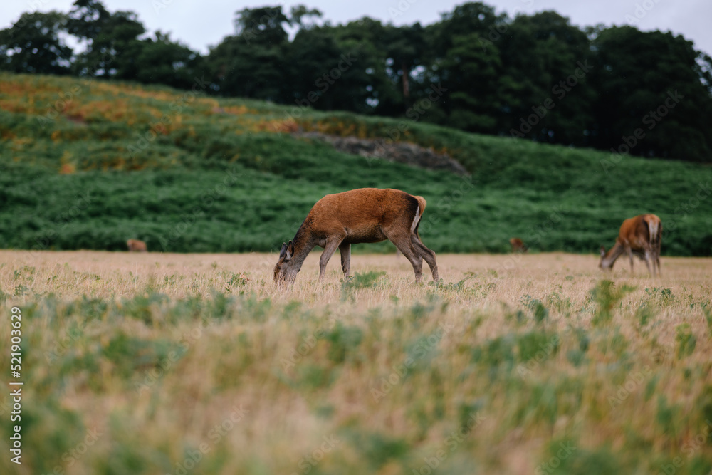 Deer grazing in a field Deer grazing in a field