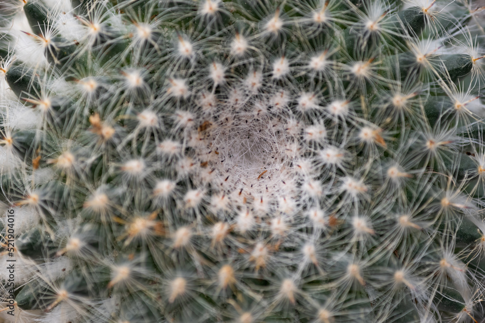 Overhead view of a circular green spiny cactus.Round green cactus, prickly plant, top view, lateral view. Tropical cactus plants with sharp spines growing. Background image of cactus,Golden barrel. Overhead view of a circular green spiny cactus.Round green cactus, prickly plant, top view, lateral view. Tropical cactus plants with sharp spines growing. Background image of cactus,Golden barrel.