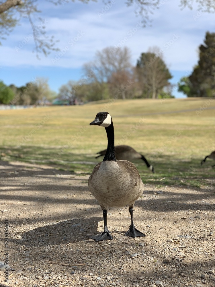 Goose Geese in the park