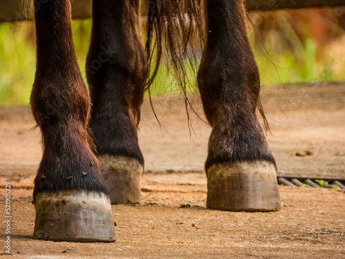 Brown horse hooves, coronet and fetlock. Flies on its feet. photo