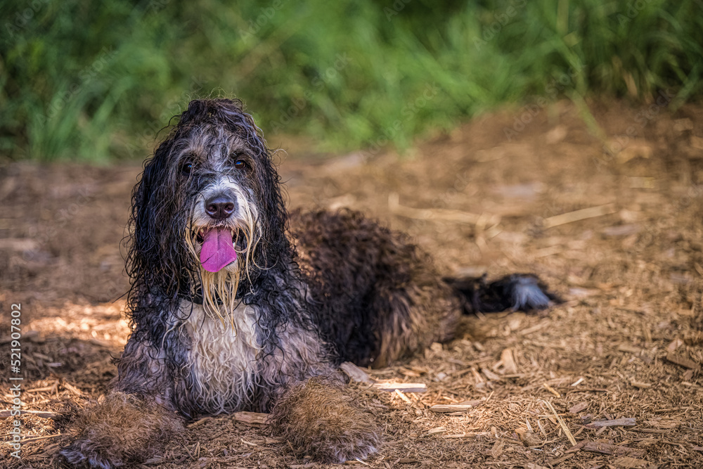 2022-08-07 A LARGE BLACK AND WHITE SHAGGY DOG LYING DOWN WITH ITS TOUNGE OUT AND NICE EYES WITH A BLURRY BACKGROUND AT THE MARYMOOR OFF LEASH DOG PARK IN REDMOND WASHINGTON 2022-08-07 A LARGE BLACK AND WHITE SHAGGY DOG LYING DOWN WITH ITS TOUNGE OUT AND NICE EYES WITH A BLURRY BACKGROUND AT THE MARYMOOR OFF LEASH DOG PARK IN REDMOND WASHINGTON