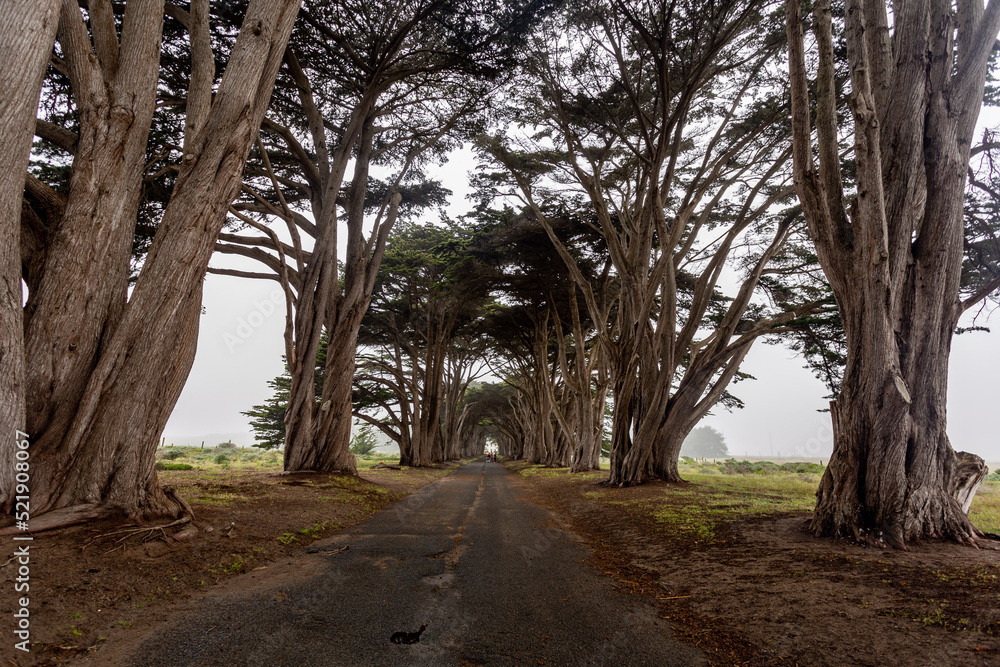 A tree arch with a road