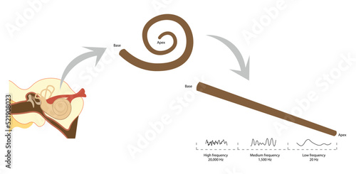 Cochlear frequency map illustration. Base to apex freqeuncy. 