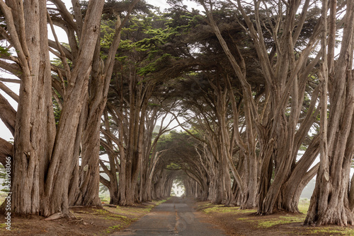 A tree arch with a road