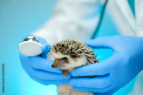 Examining Baby hedgehog with a veterinarian .Medicine for animals. African hedgehog in the hand of a doctor with a stethoscope photo