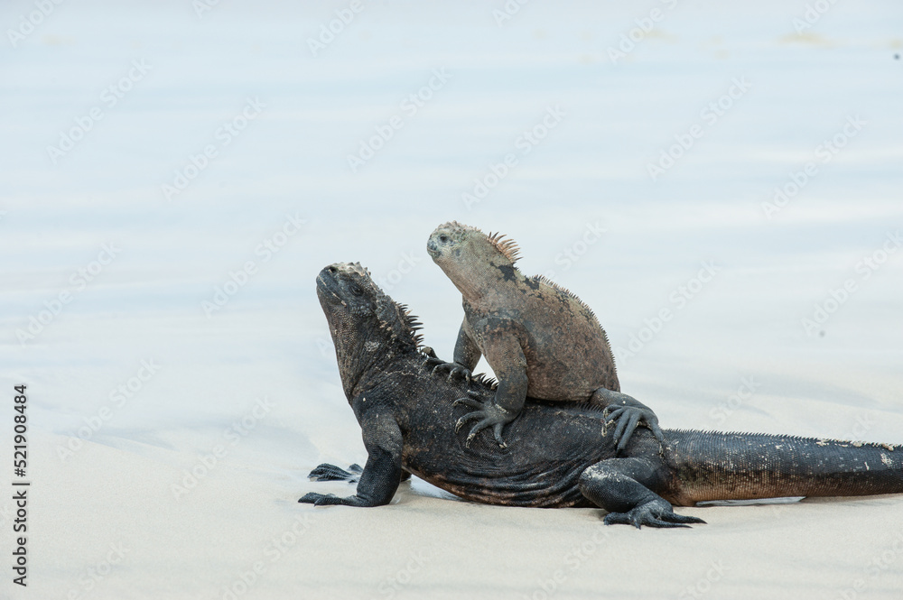 Fototapeta premium Male and Female Iguanas in Galapagos Islands