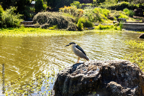A bird sitting on the rocks