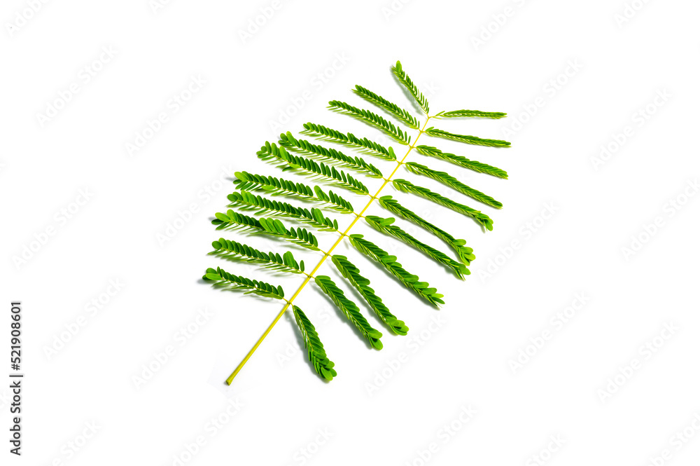 green leaf of Barbados Pride tree ( Caesalpinia pulcherrima (L.) Sw. ) Tropical green leaves isolated on white background. green leaf of Barbados Pride tree ( Caesalpinia pulcherrima (L.) Sw. ) Tropical green leaves isolated on white background.