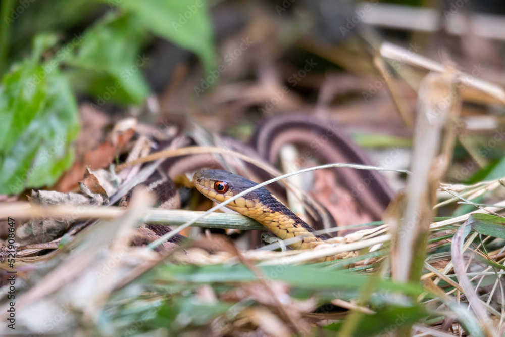 Fototapeta premium Ribbon Snake (Thamnophis sauritus) Garter North American Non-venomous Snake