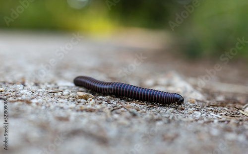 Foto A black centipede on the ground