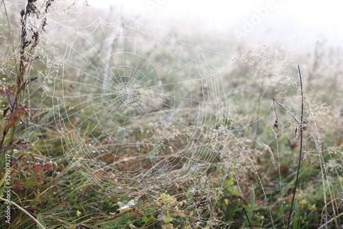 Closeup view of cobweb with dew drops on plants outdoors