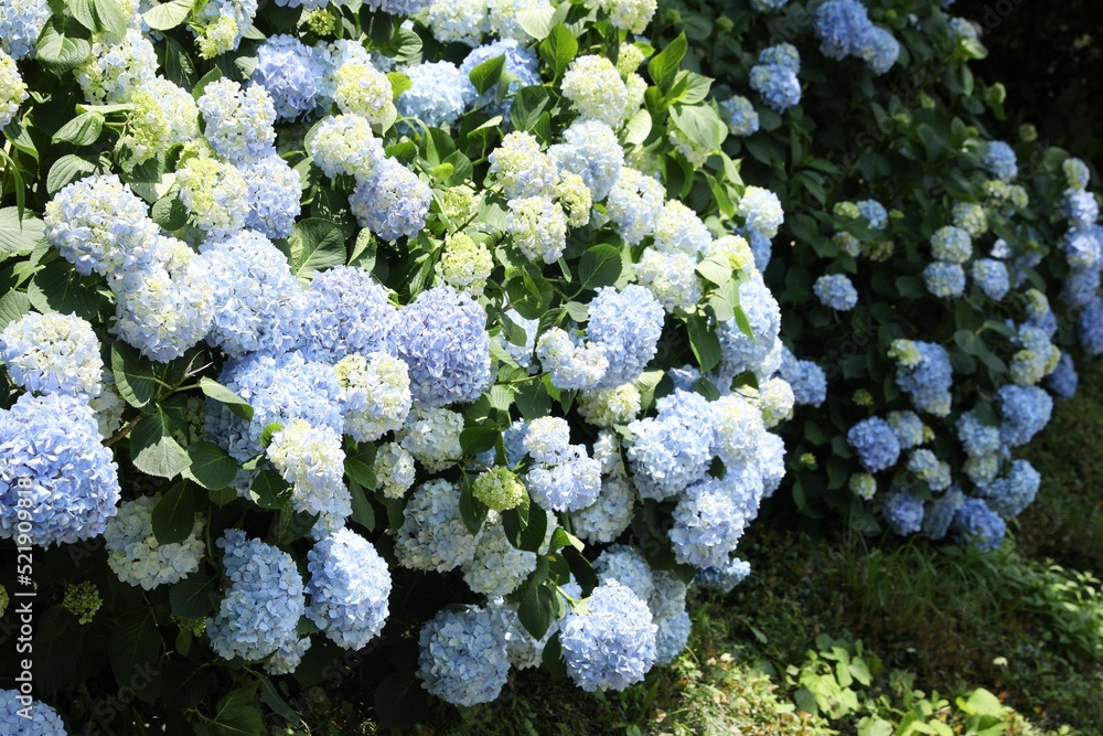 Beautiful hortensia flowers growing in park on sunny day Beautiful hortensia flowers growing in park on sunny day