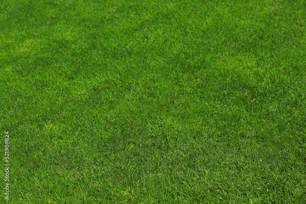 Fresh green grass as background, closeup view