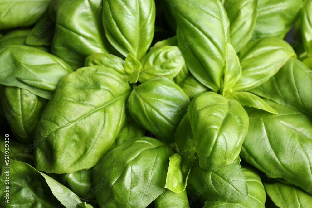 Fresh basil leaves as background, top view Fresh basil leaves as background, top view