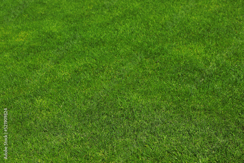 Fresh green grass as background, closeup view