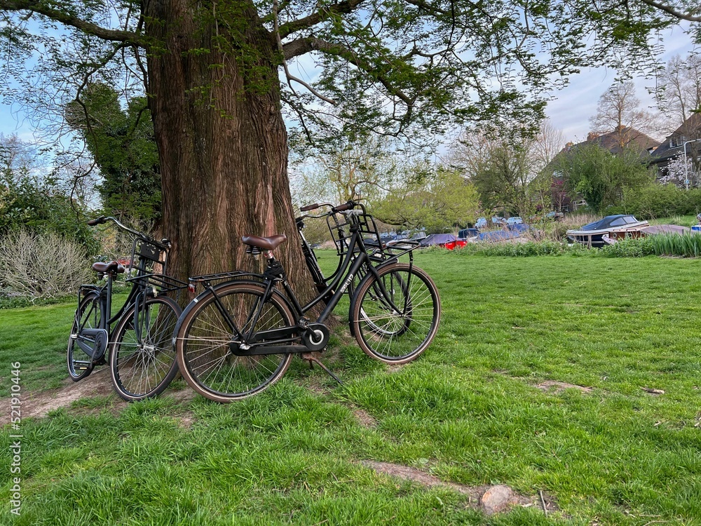 Many bicycles near tree in green park