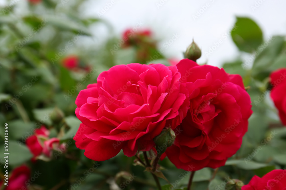 Closeup view of beautiful blooming rose bush outdoors Closeup view of beautiful blooming rose bush outdoors