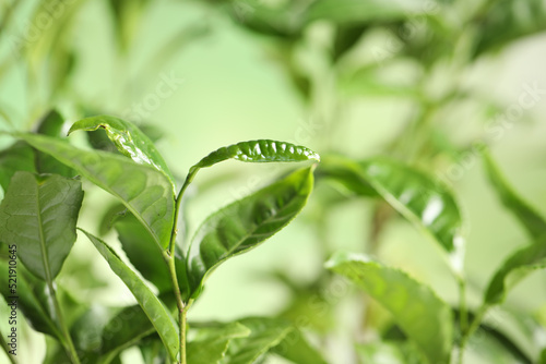 Green leaves of tea plant on blurred background, closeup. Space for text